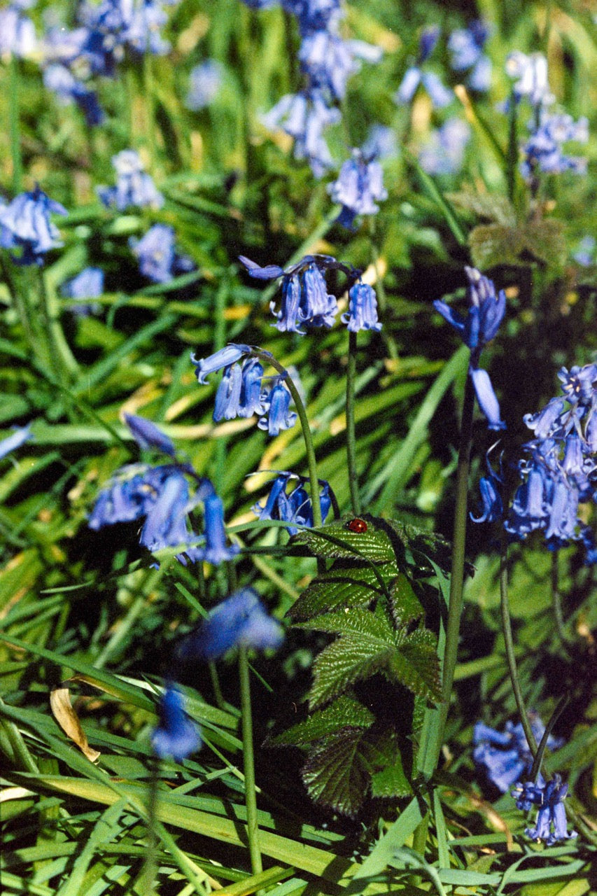 Bluebell flowers in a forest setting