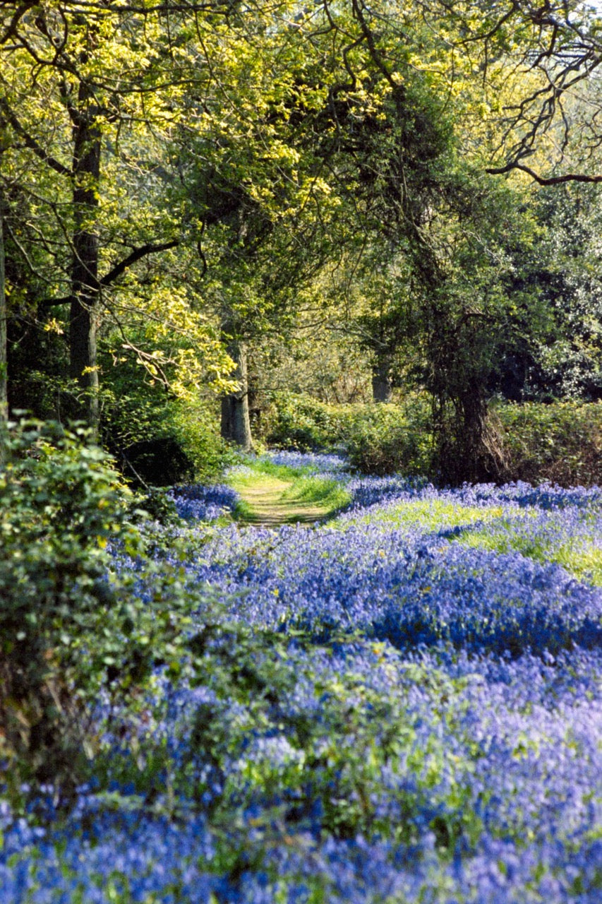 Pathway through a forest with blue flowers and green trees