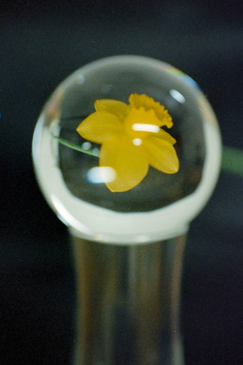 Yellow flower inside a glass marble on a dark background