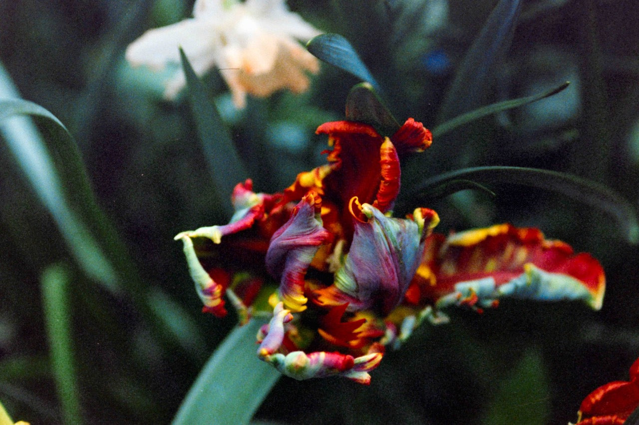 Colorful tulip with a blurred background