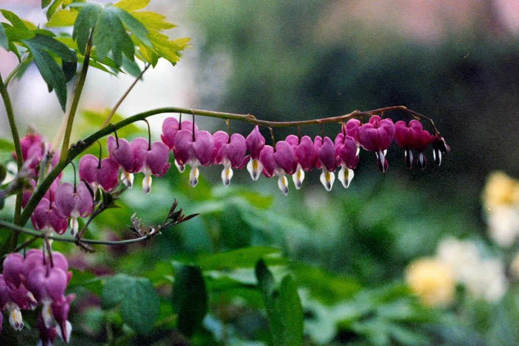 Pink bleeding heart flowers with green leaves against a blurred natural background