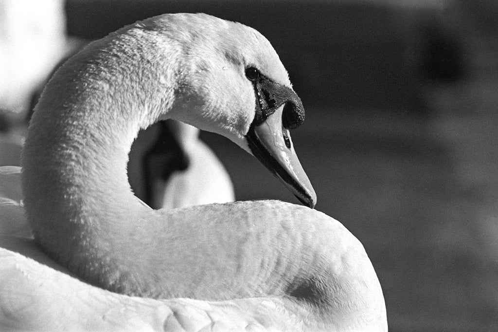 DragonFilm No.VII 400 ISO - 35mm Black & White