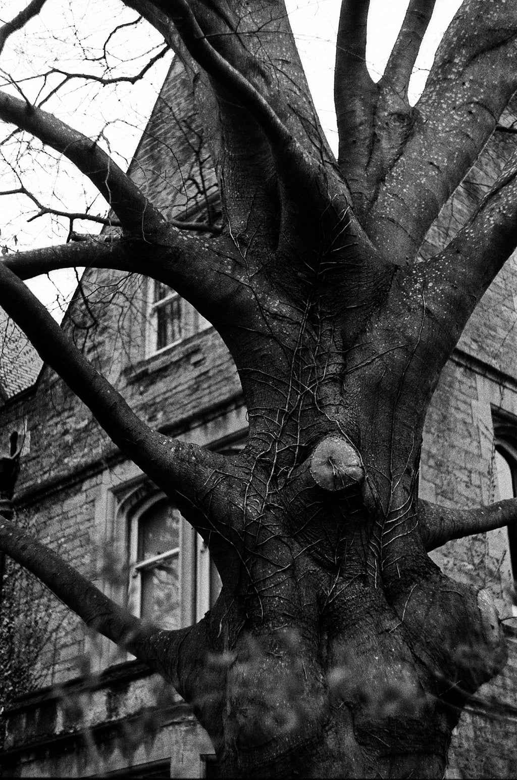DragonFilm No.VII 400 ISO - 35mm Black & White