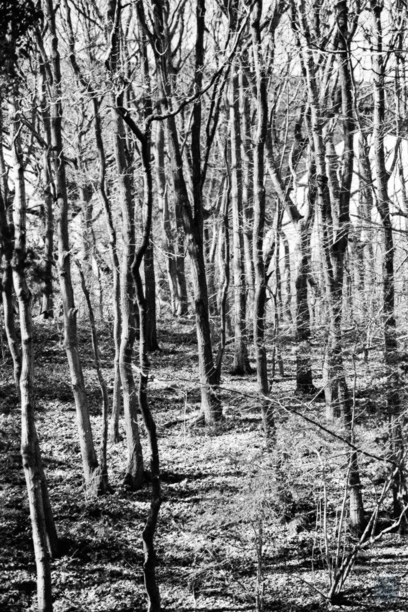DragonFilm No.IV 400 ISO - 35mm Black & White
