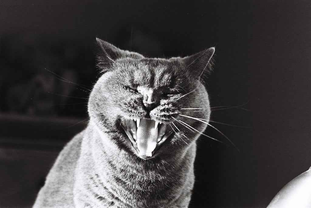 DragonFilm No.IV 400 ISO - 35mm Black & White