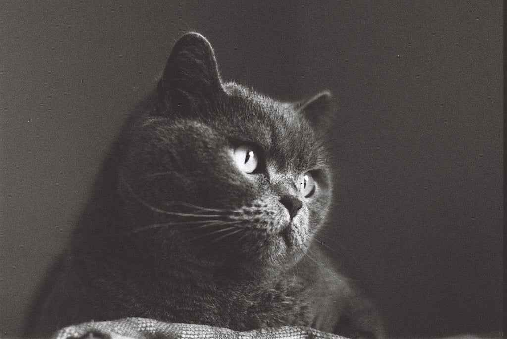 DragonFilm No.I 100 ISO - 35mm Black & White