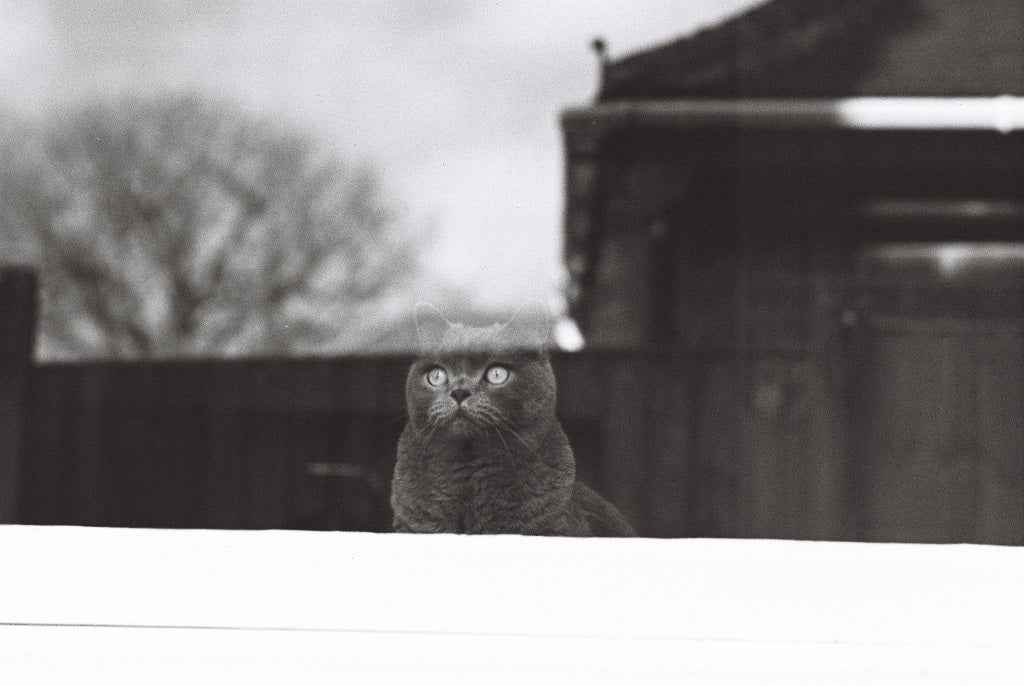 DragonFilm No.IV 400 ISO - 35mm Black & White