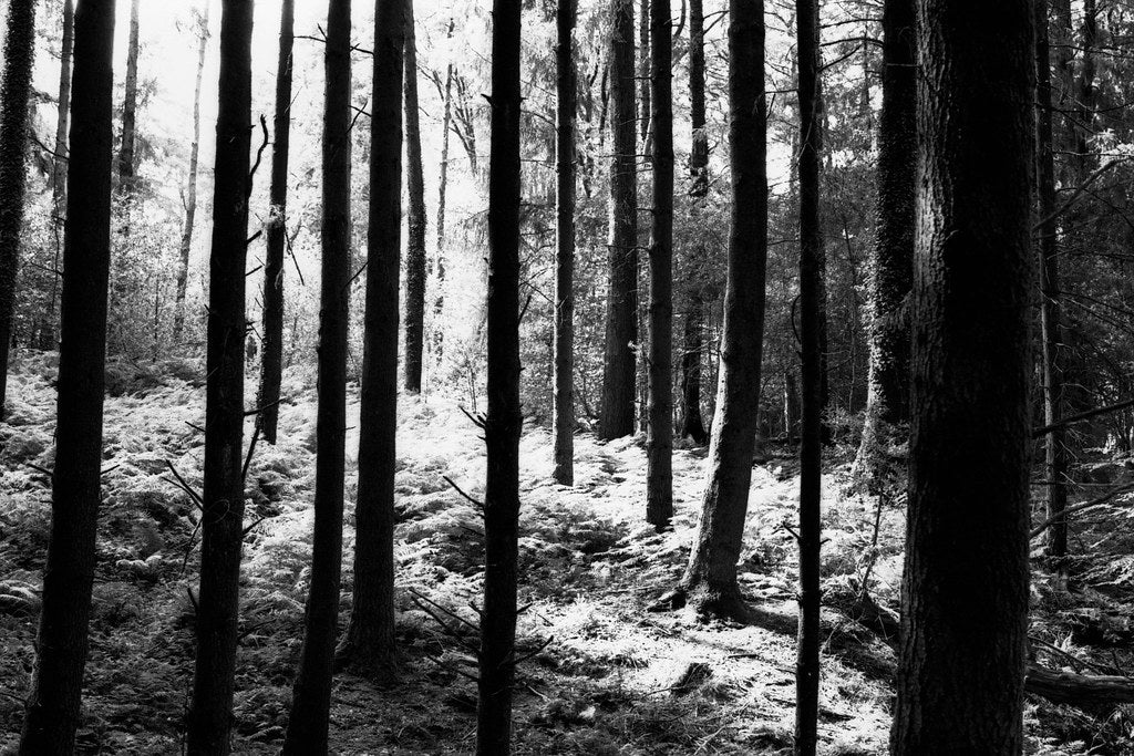 Black and white forest scene with tall trees