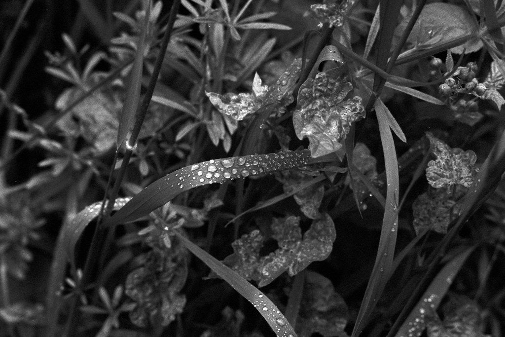 Close-up of dew-covered grass and leaves in black and white