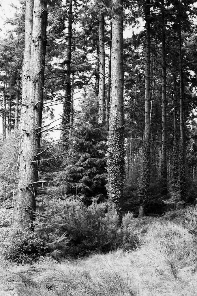 This Is How I Roll Film Noir 200 - 120 Medium Format Black & White Film