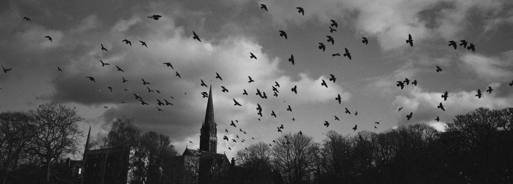 This Is How I Roll Film Noir 64 - 120 Medium Format Black & White Film