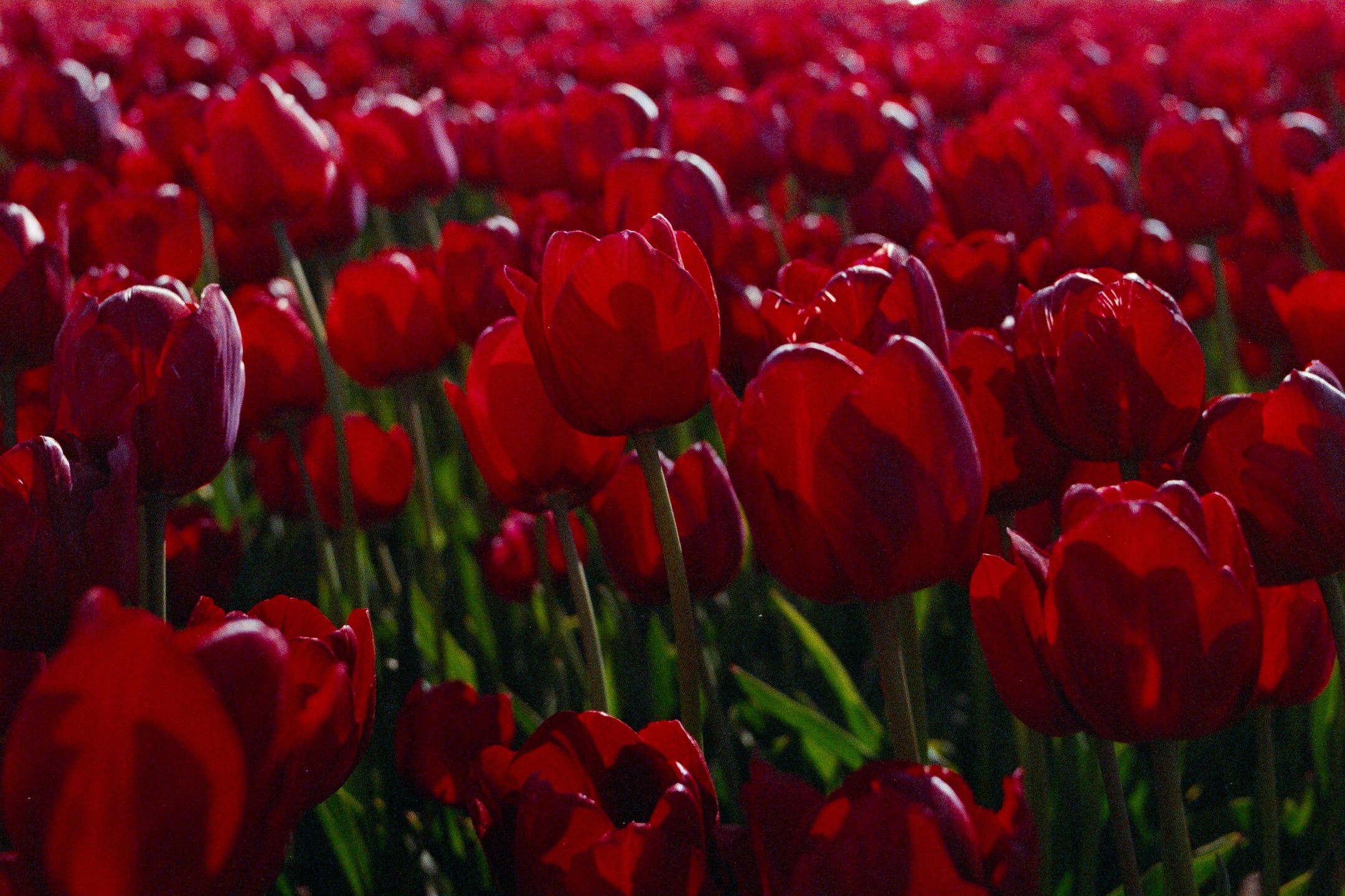 Field of red tulips with a dark silhouette effect