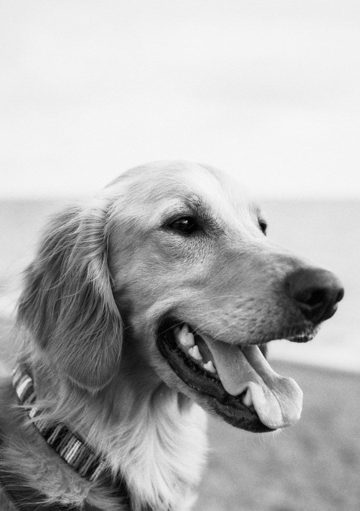 Black and white photo of a dog with a collar on a blurred background